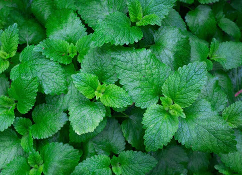 mint as one of the main ingredients of wood lock oil 