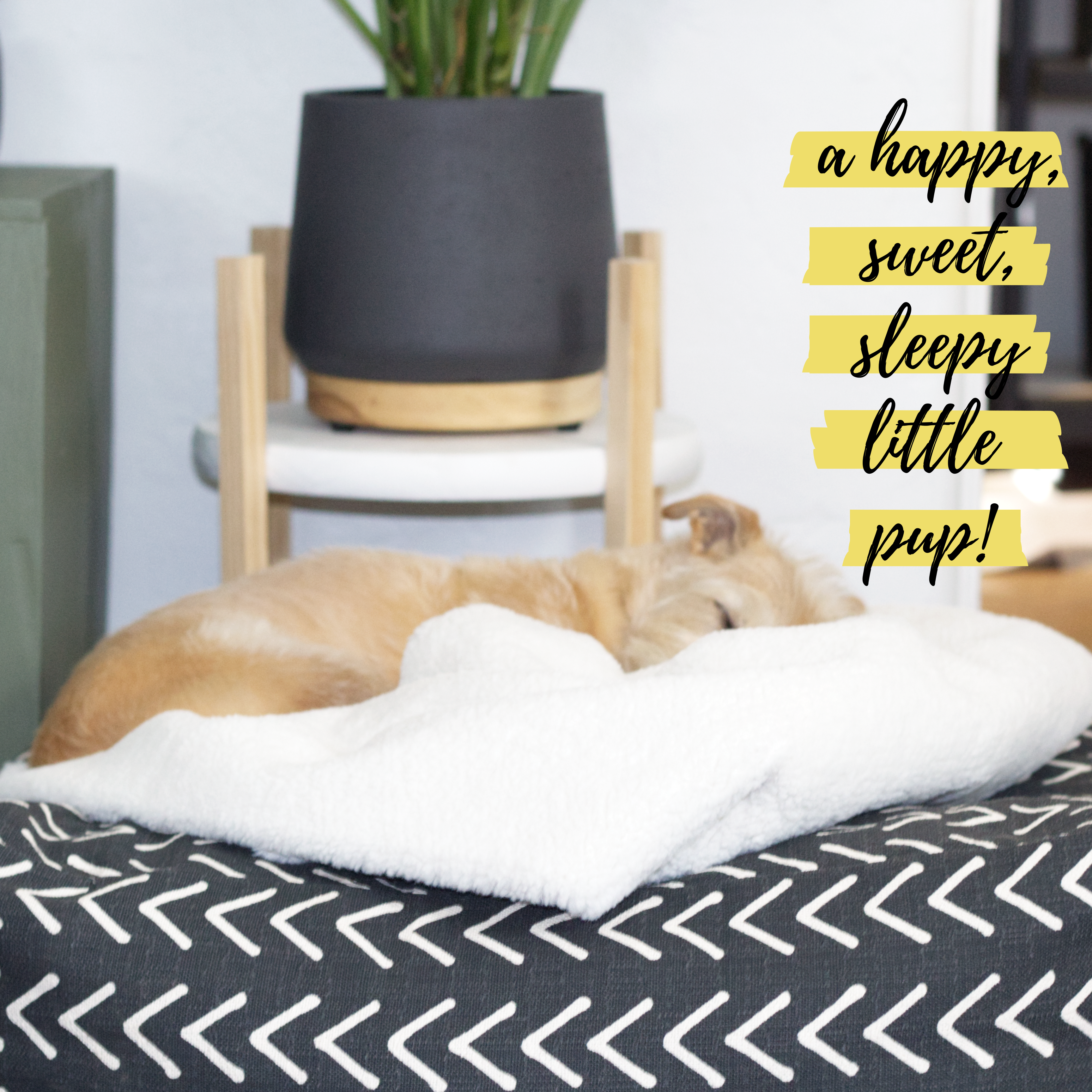 How to sew an easy pet bed DIY sewing tutorial: A very happy pup!