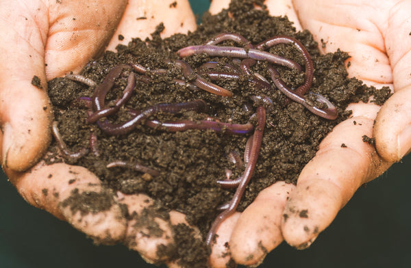 Man holding a pile of compost worms