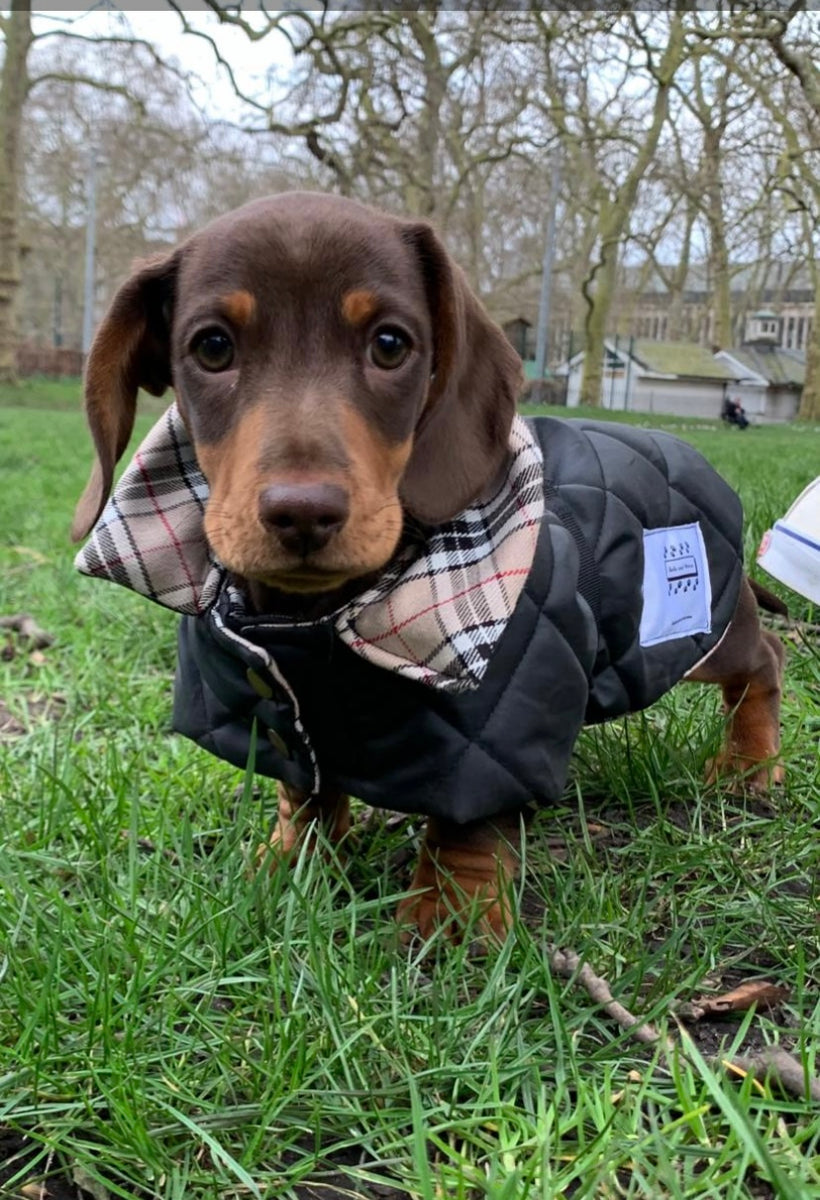 Padded Waterproof Dachshund Dog Coat/Jacket – Bella and Watson Ltd