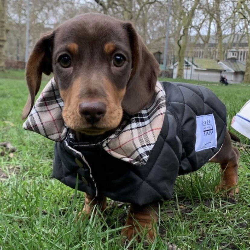 Padded Waterproof Dachshund Dog Coat/Jacket – Bella and Watson Ltd