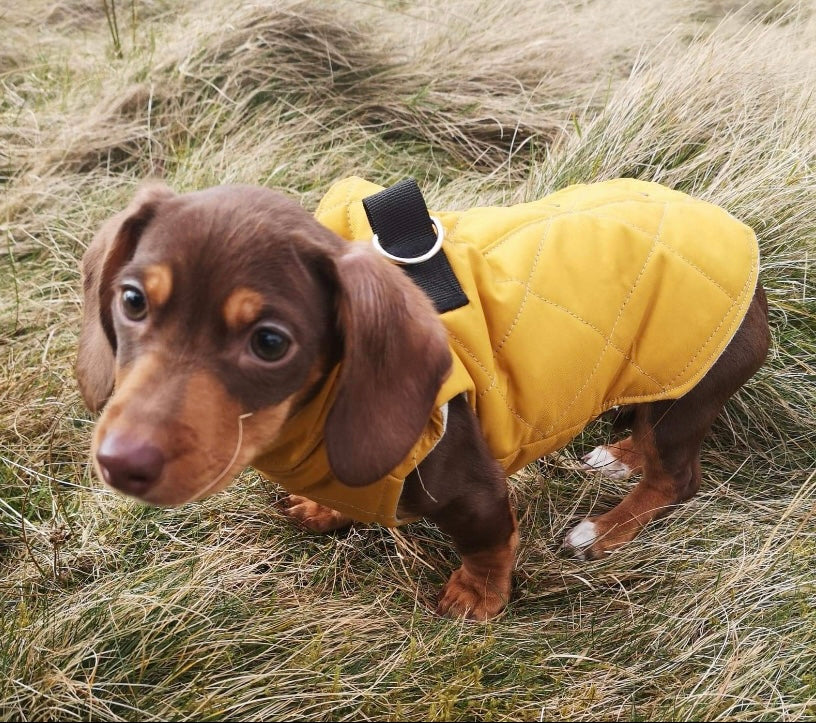 Lightweight waterproof Step In Dog Coat – Bella and Watson Ltd