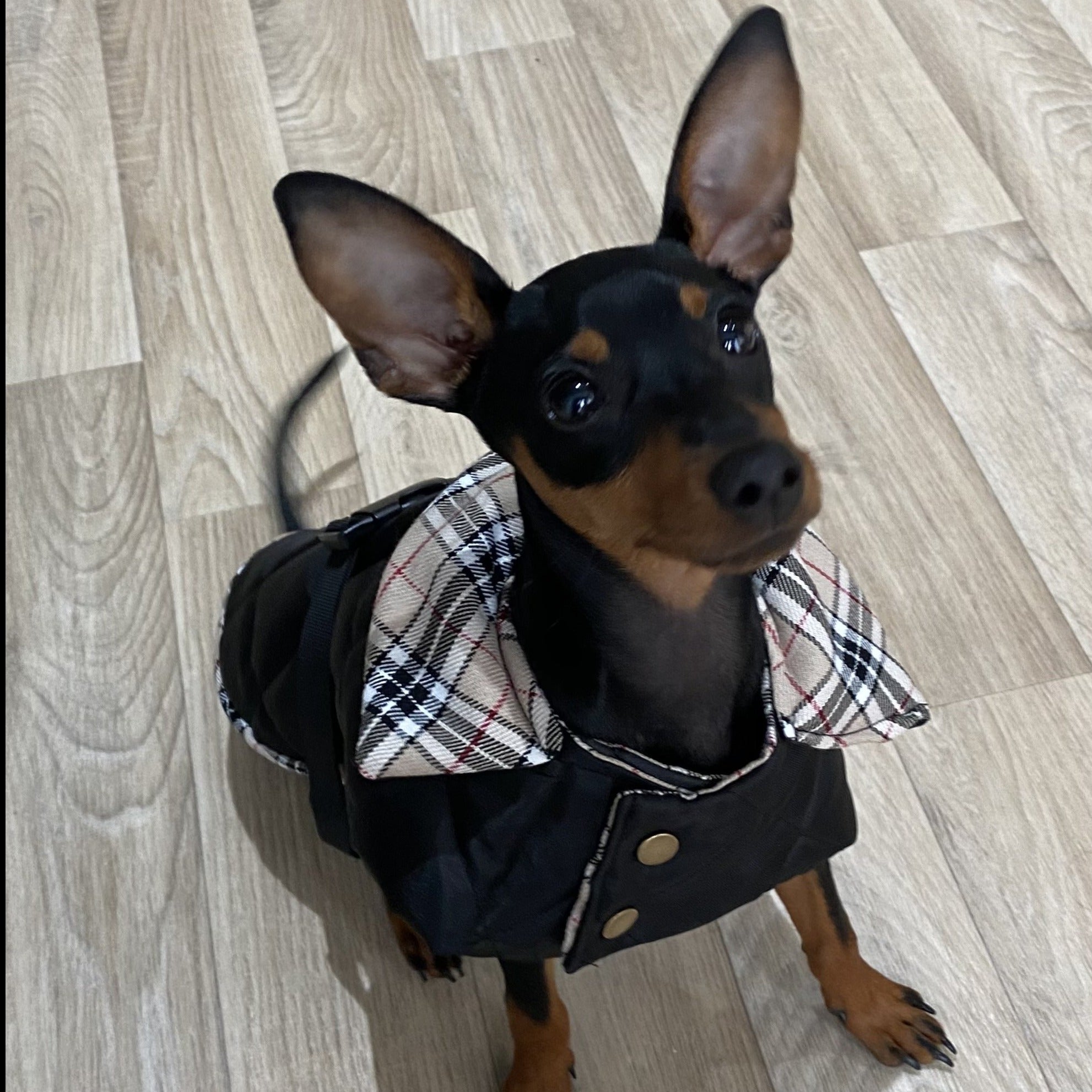 burberry coat for dogs