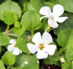 Bacopa Monnieri