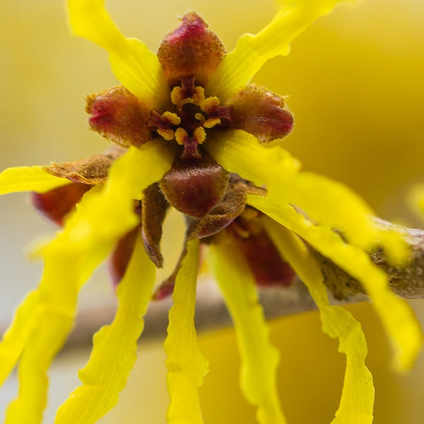 Witch Hazel Plant