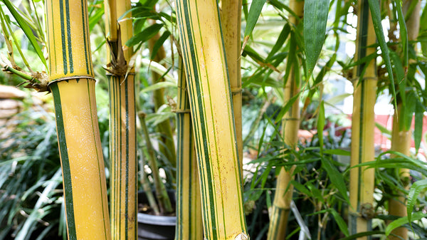 Bamboo stalks