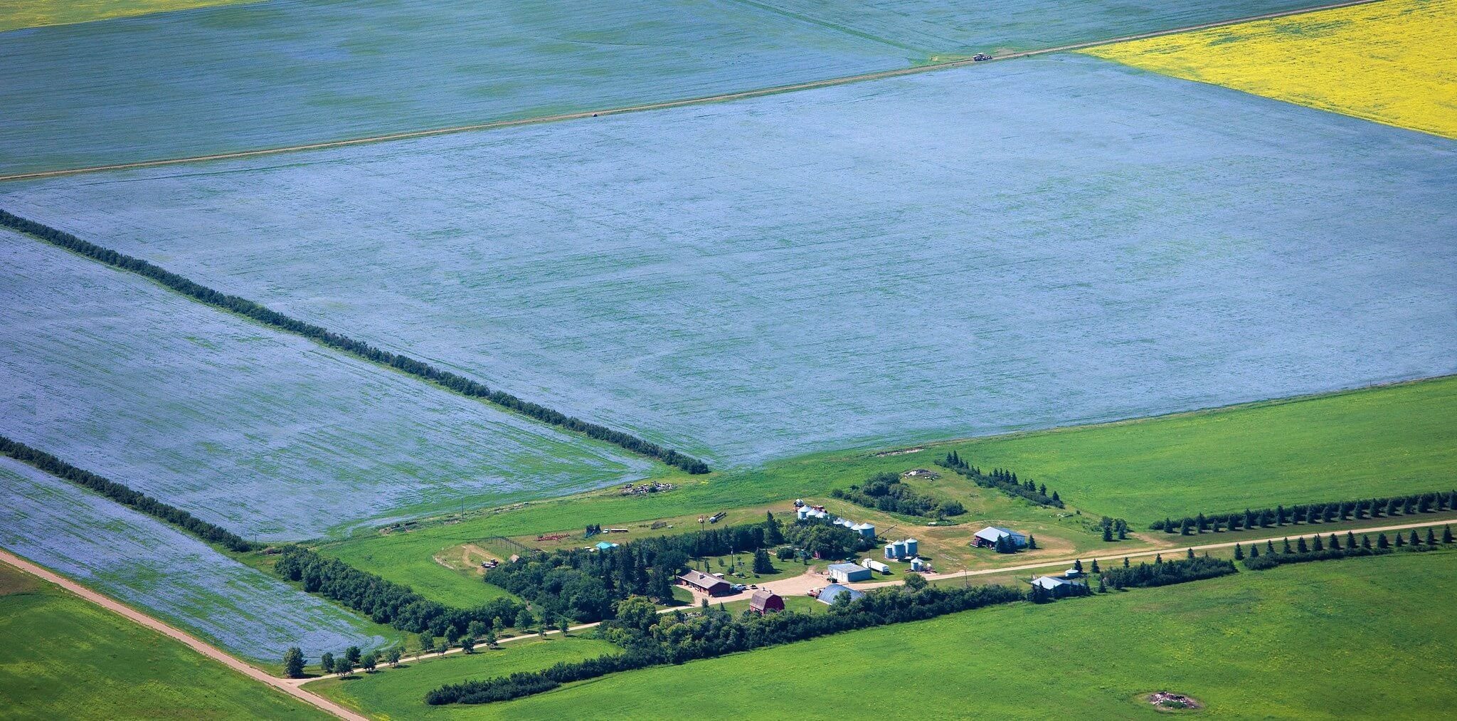 Flax Field