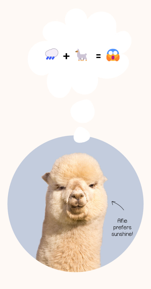 alpaca wool doesnt like the rain - water plus alpacas is unhappy alpaca toy