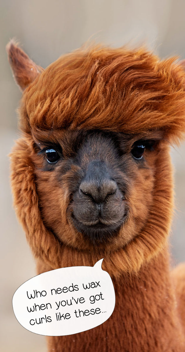 alpaca wool without lanolin