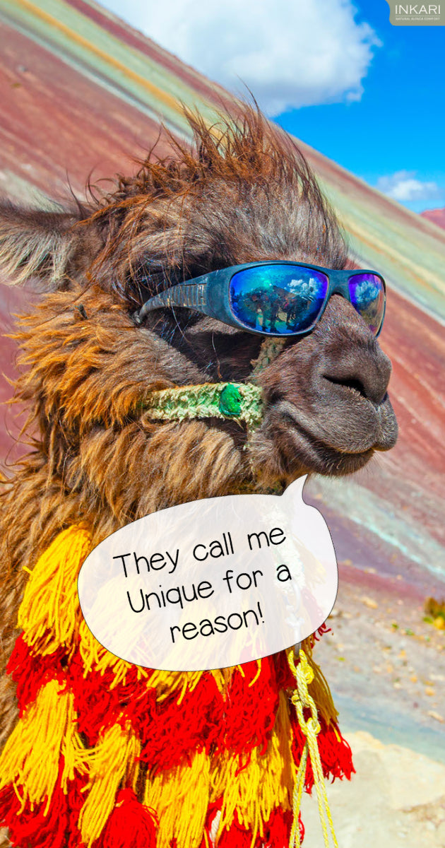 limited edition alpacas are truly unique