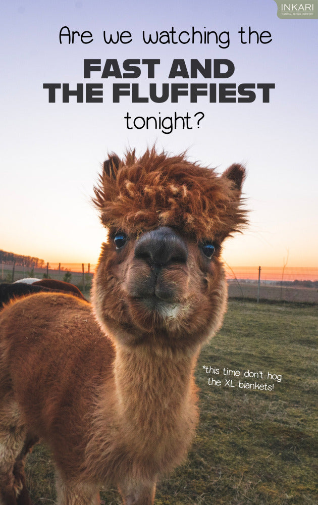 funny alpaca wants to watch the fast & the fluffiest again!