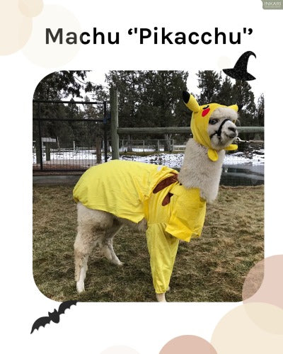 alpaca jokes machu pikacchu inkari