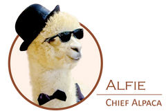 inkari alpaca - chief alpaca alfie profile picture