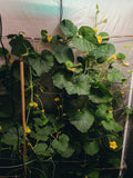 Midnight's Melons