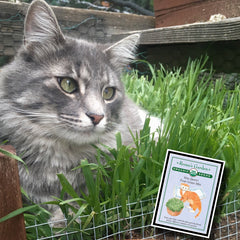 Frosta in the Grass with Renee's Garden Seed Packet