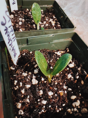 Artichoke seedlings