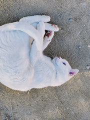 La Lune rolling in the dirt