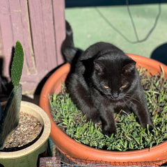 Boo in the outside grass planter