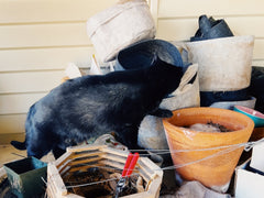 Midnight examining the pots