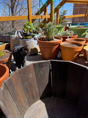 Boo examining the garden