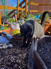 Boo tamping down the grass seeds she planted