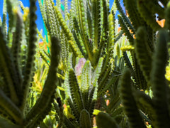 Spanish Lavender bud