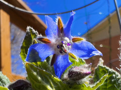 Borage bloom