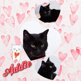 Black cat Addie available for adoption 