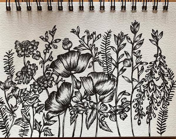 Sketch of Poppies, butterfly blue flowers, catmint, vetches and fern.