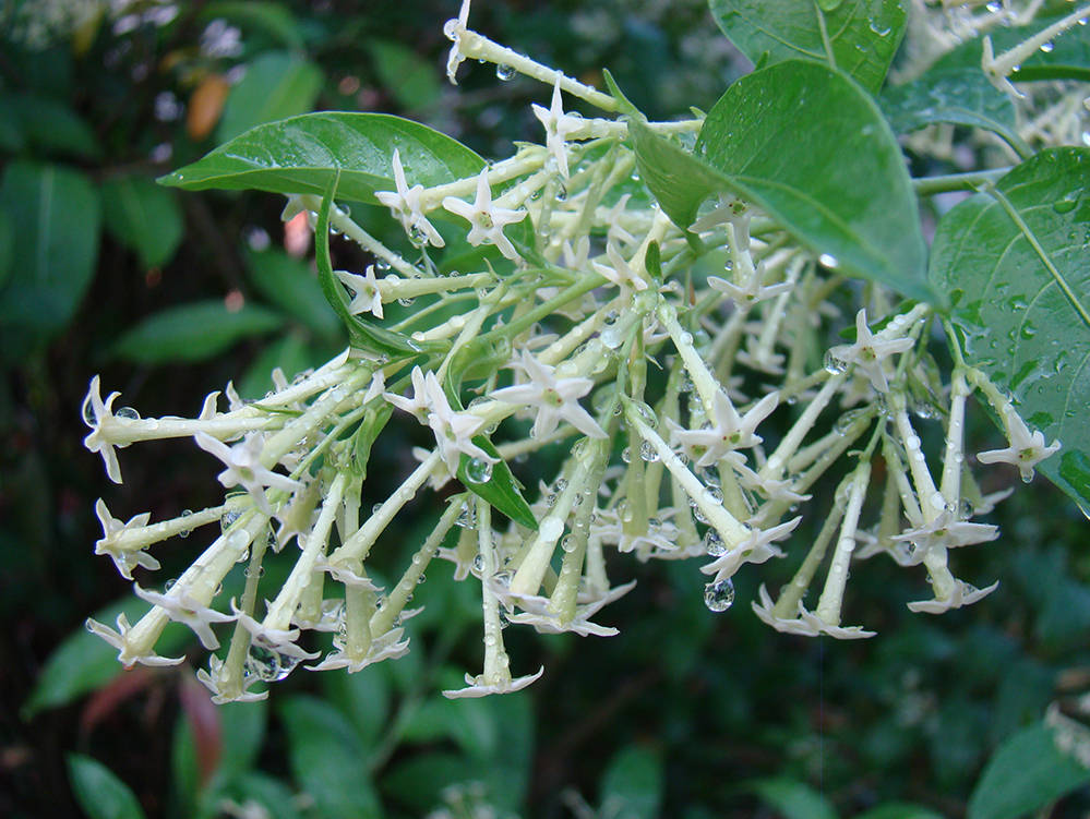 Indian Night blooming jasmine