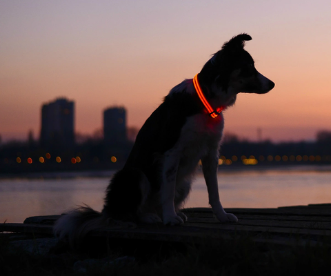 1. Illumiseen LED Dog Collar