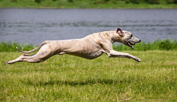 De whippet is een sportieve hond die dagelijks beweging nodig heeft.