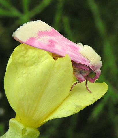Primrose Moth on Common Evening Primrose