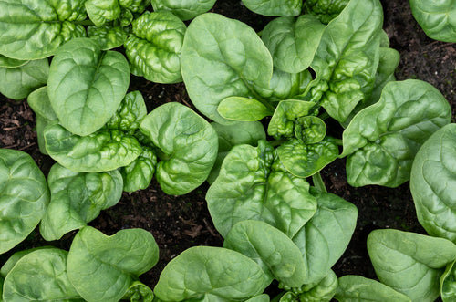 Arugula, Roquette – Northern Wildflowers