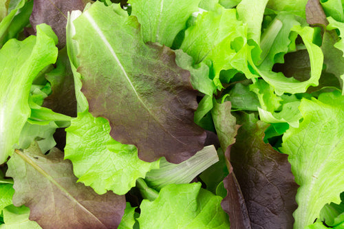 Arugula, Roquette – Northern Wildflowers