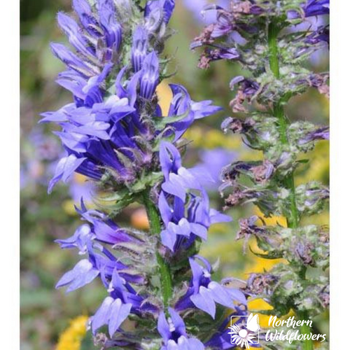 Closeuse Nature Fleur De Verveine Bleue Dans Le Jardin Photo stock - Image  du jardin, copie: 186406778