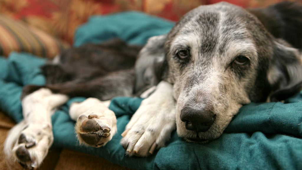 An old dog, recognizable by white hair around the face, is laying on a green blanket