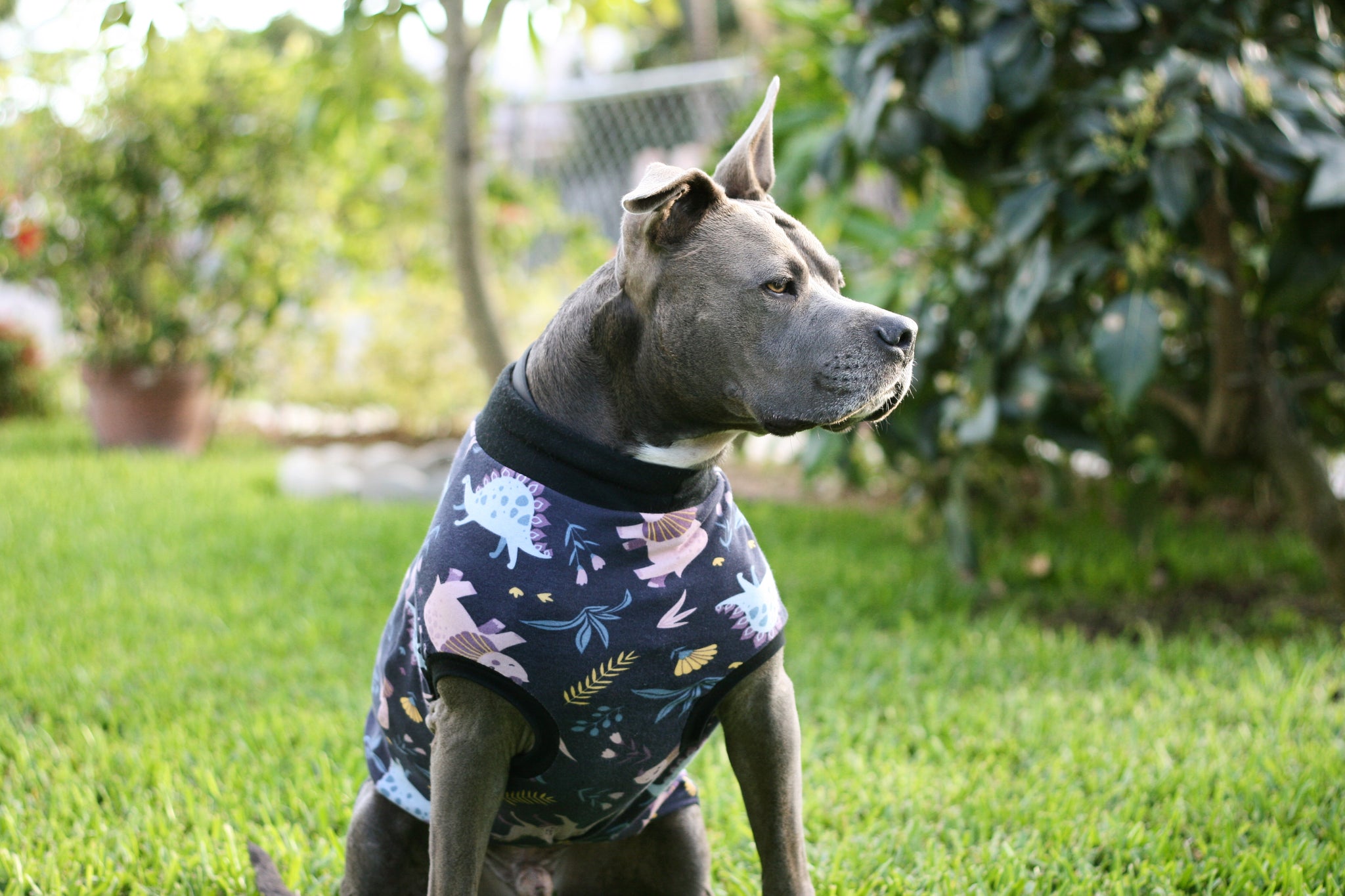 Grey Pitbull wearing colorful dinosaur cotton pajamas by Jax & Molly's