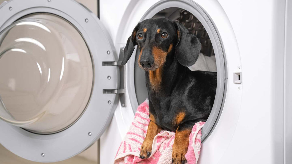 Dog posing in a washer machine with the door open