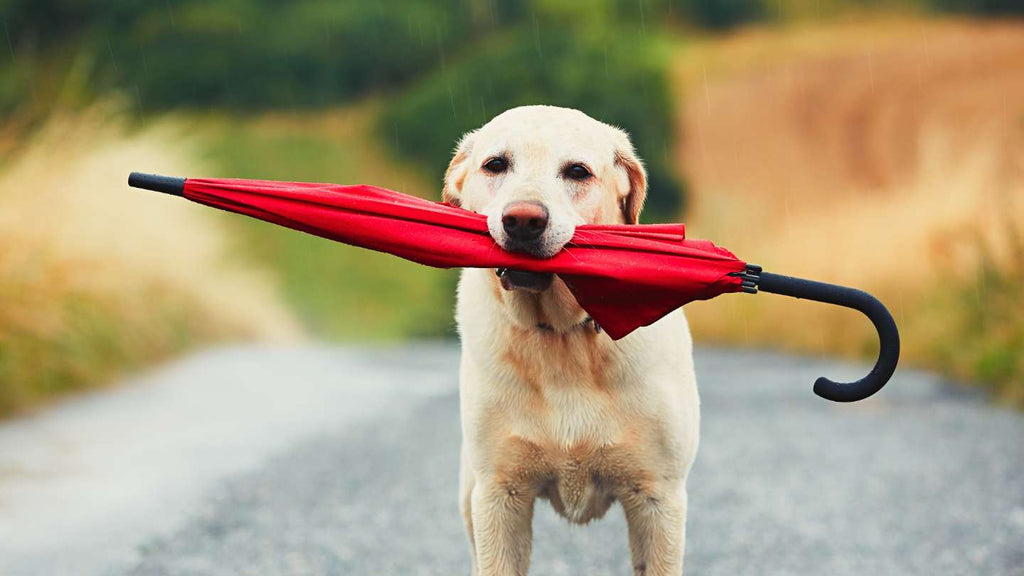 Labrador holding a red umbrella in his mouth on a rainy day