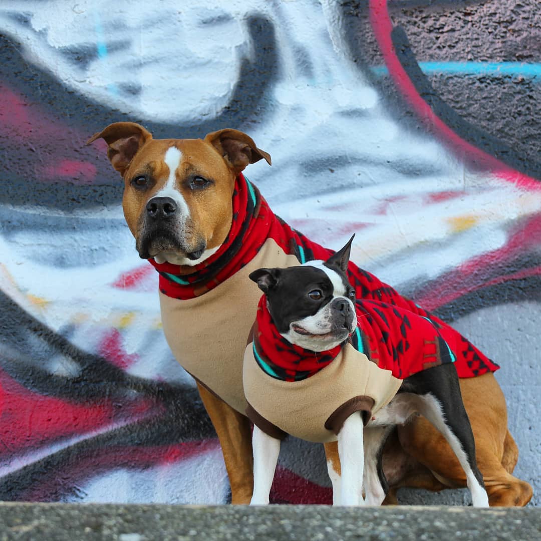 A Pitbull and Boston terrier posing in their Aztec Dog Sweaters by Jax & Molly's