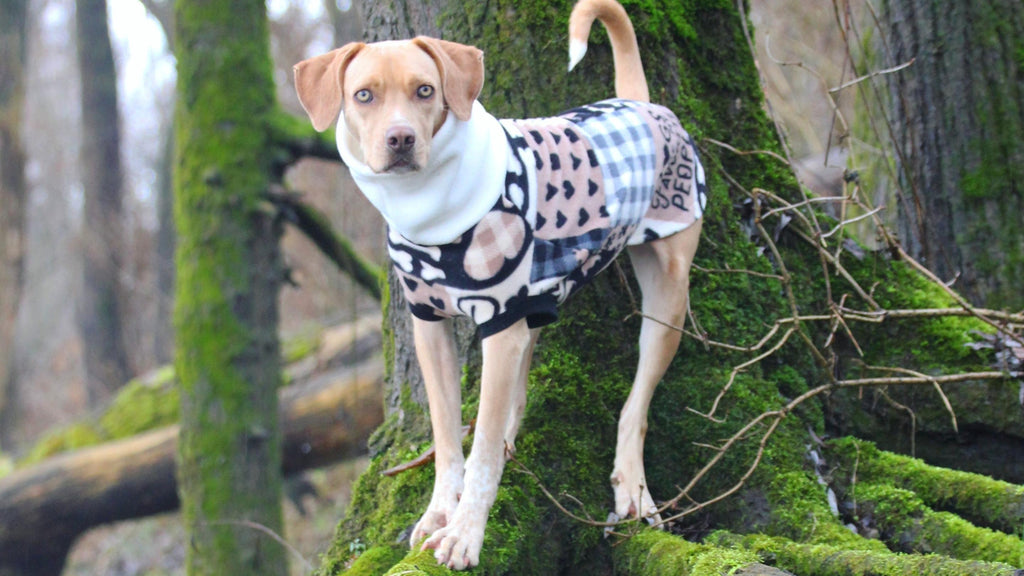 A cute Labrador dog wearing a Jax & Molly's fleece dog sweater standing on the roots of a tree.