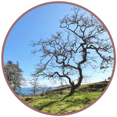 Garry Oak Tree