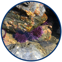 Urchin Sea Essence