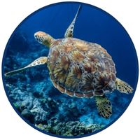Sea Turtle Essence