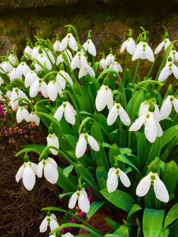 Pacific Essences Snow Drop Flower Essence