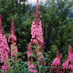 pacific essences fireweed