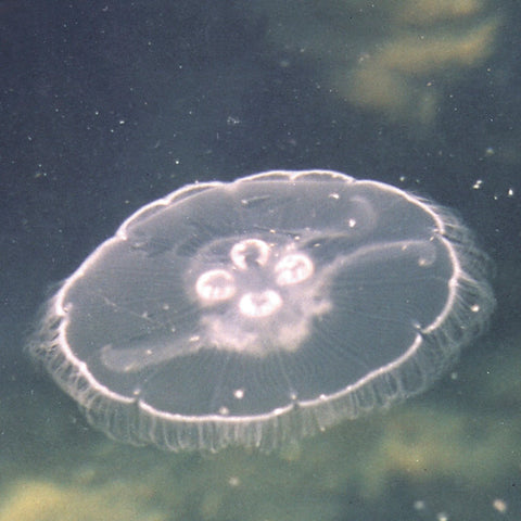 pacific essences jellyfish