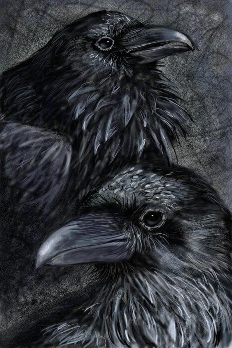 cuervos negros