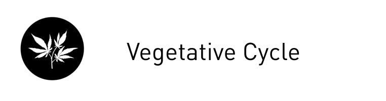 Vegetative Cycle